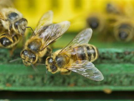 Wat Een Vak: Entomoloog