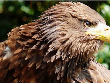 Broedsucces zeearenden bij Biddinghuizen