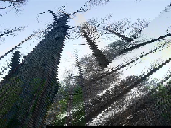 De Zweed en zijn hout!