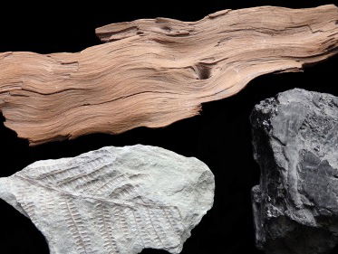 Bioloog en geoloog Tom Zoutewelle over fossielen