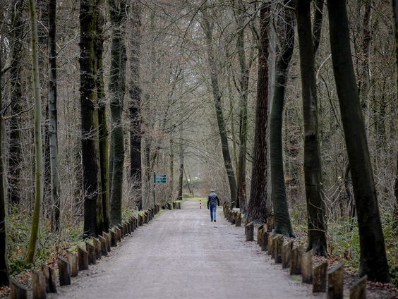 Waar kan Utrecht nog 600.000 bomen kwijt?