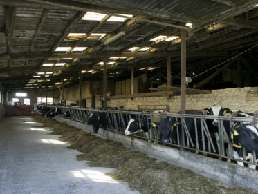 "Sterrenslag": wat moet je als boer allemaal doen voor sterren van het Beter Leven Keurmerk?