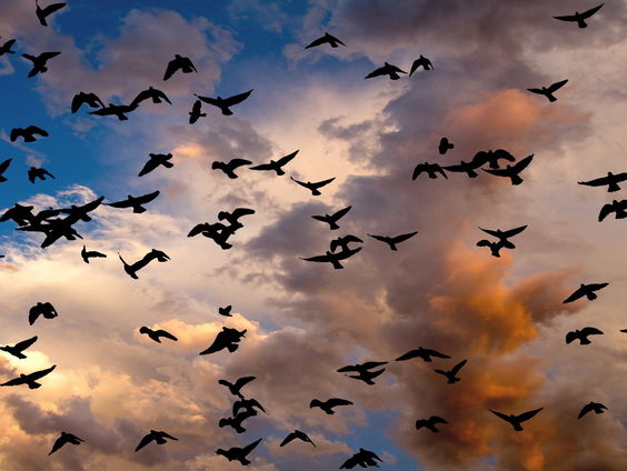 Koos Dijksterhuis over het fenomeen: de vogeltrek