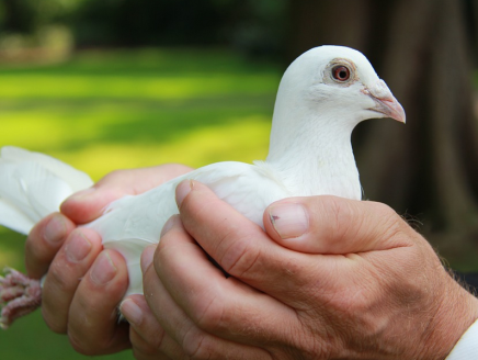 Wie is de Heilige Geest?