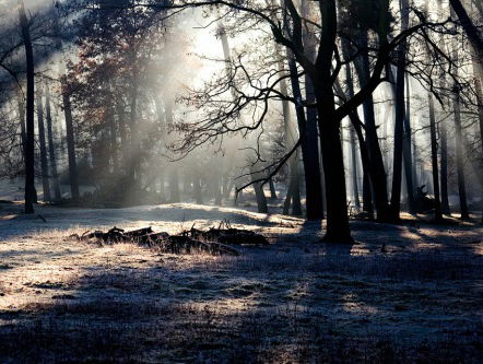 Er gaan weer 200.000 bomen de grond in