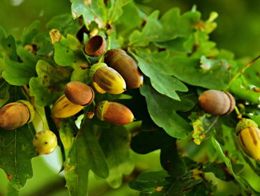 De eikel is veelzijdiger dan je denkt