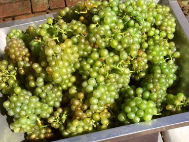 De druif van vandaag is hoop voor de toekomst