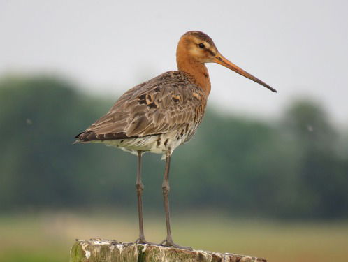 Vogelbescherming: Tien vogelsoorten dreigen uit te sterven
