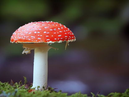 Hoe gevaarlijk zijn paddenstoelen?