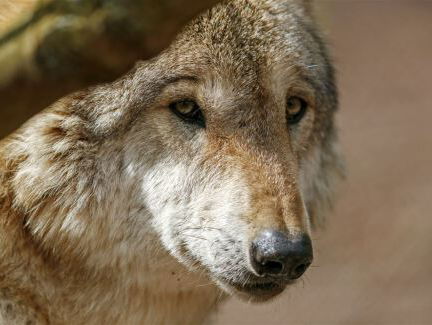 Wolvendeskundige Aaldrik Pot over wolf in Drenthe