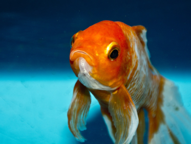 "Goudvissen mag je niet zomaar uitzetten"