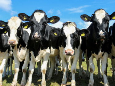 Biokoeien geëerd met rouwadvertentie