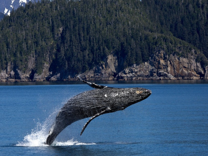 Walvissen zijn CO2-containers