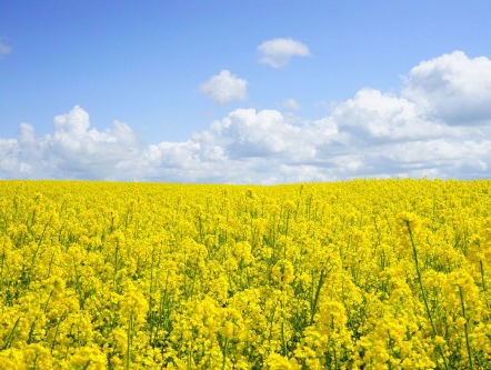 Hittegolf? Pas op voor pollen