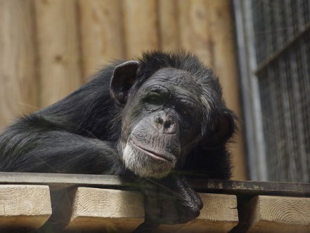 Stichting Aap over de chimpansee uit portugal