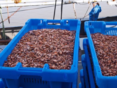 Willemien uit Zandvoort is de snelste garnalenpeller
