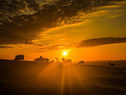 Dagsluiter - Marjan van Vliet