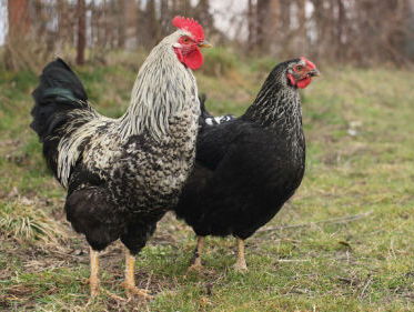 Pluimvee op straat gezet