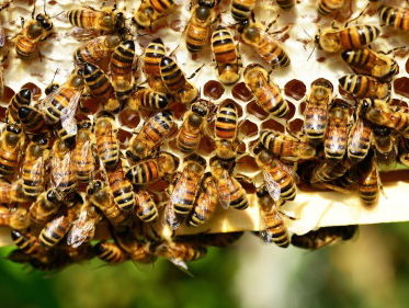 Steken Gelderse bijen?