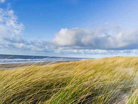 De verruiging van de duinen aangepakt op Terschelling!