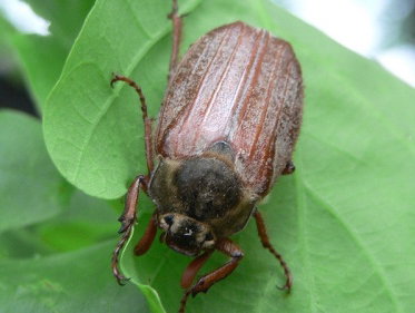 Martine Dubois: 'Hoe komt de meikever eigenlijk aan zijn naam?'