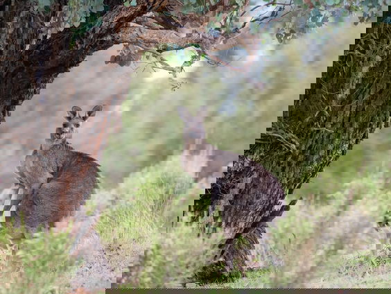 De kangoeroe is nog vaak het haasje