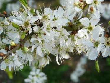 Martine Dubois vertelt over haar nieuwste project