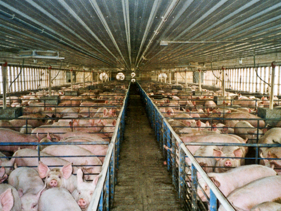 Vredesdienst voor dieren