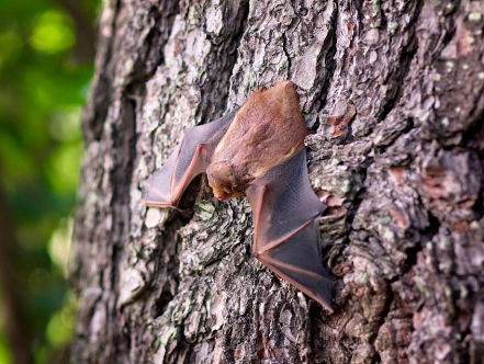 Crowdfunding voor Soesterbergse vleermuizen