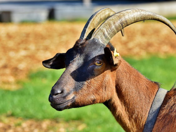 Gratis af te halen: bokkenvlees