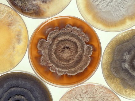 Meest gesproken taal op aarde is... Terpeens!