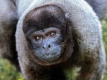 Wanneer is een dier een nieuw soort?