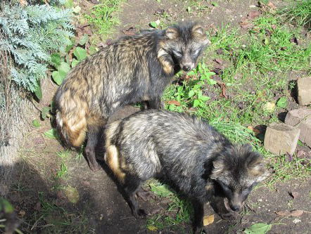 Er is een dode Wasbeerhond gevonden. Wat is dat voor beest?