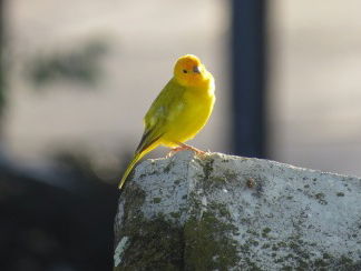 Maurice de Jong kampioen op het NK Vogel met zijn kleurkanarie