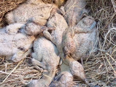 Hoe gaat het met de weeskuikens van doodgeschoten ooievaar?