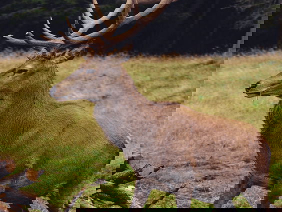 Burlende edelherten op de Veluwe