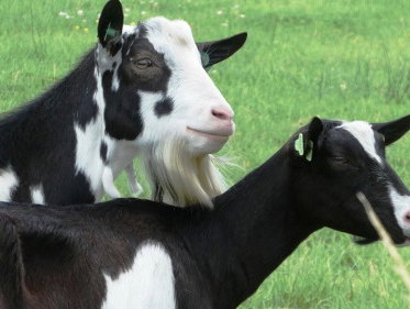 Over 'kleine dingen doen'