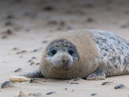 Nieuwe Zeehondenopvang Eemsdelta zoekt zeehondverzorgers
