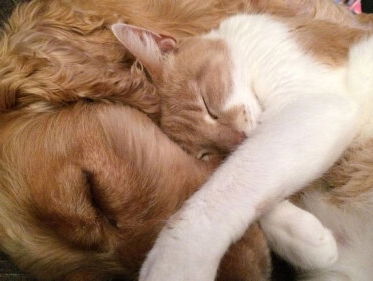 Oppas opa en oma voor huisdier