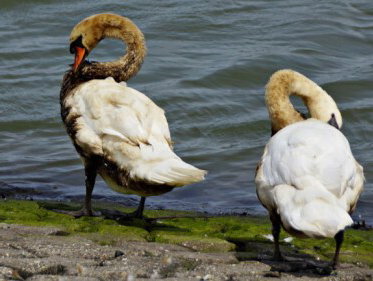 Hoe gaat het met de besmeurde zwanen?