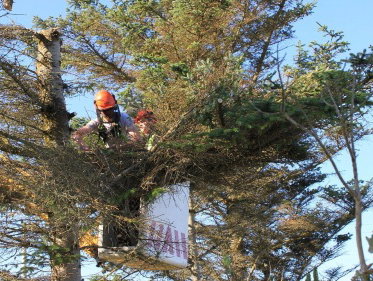 Kees van Velzen: Toen ik één van die afgezaagde takken oppakte viel me iets op."