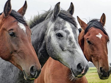 Herdenking dode paarden Ameland 1979