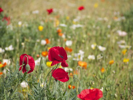 Eerste Hulp Bij Zomer: tips voor wildplukken van Edwin Flores