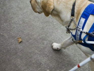 Er moet een CAO voor dieren komen