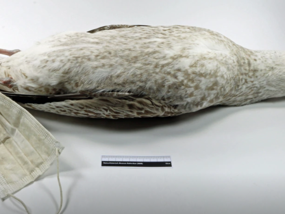 Wat doet een dode meeuw met mondkapje aan zijn poot in een museum?