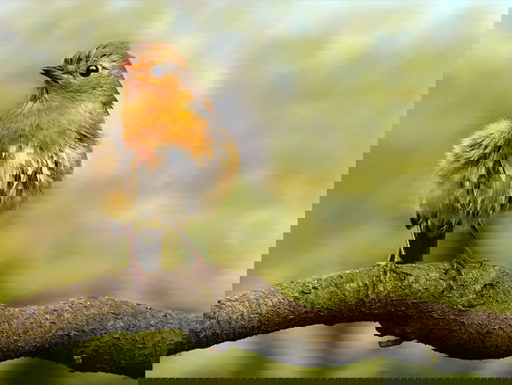 Geen lijmstok meer voor Franse jagers