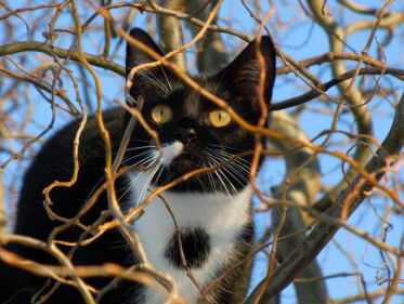 De natuur in: revival van de wilde kat