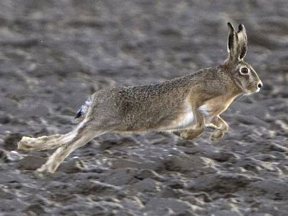 Knaagdieren zorgen voor overlast in Hendrik-Ido-Ambacht: stinkpalen zijn de oplossing