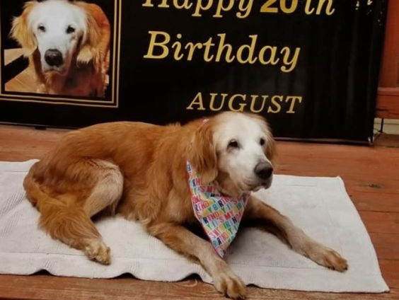 Golden retriever in reservetijd