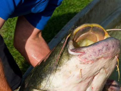 Wie vangt de grootste meerval?